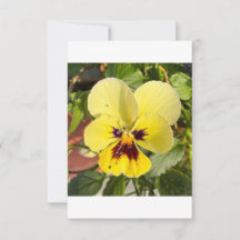 Gul penséblomma Foto Platt Tacksamhetskort