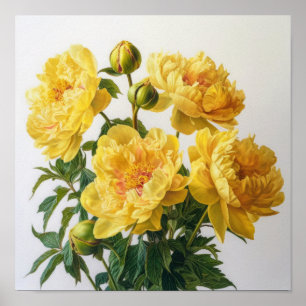 Gul Peony Blomma Konsttryck Poster