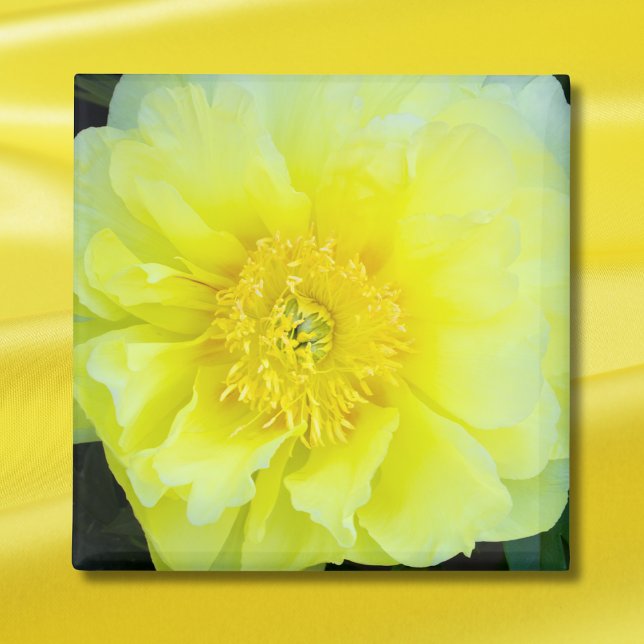 Gul Peony Magnet (Skapare uppladdad)