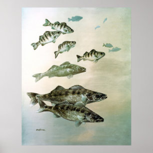 gul perch för walleye och pikekanvastryck poster
