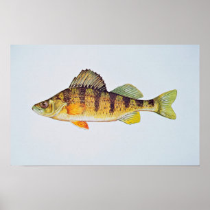Gul perch poster