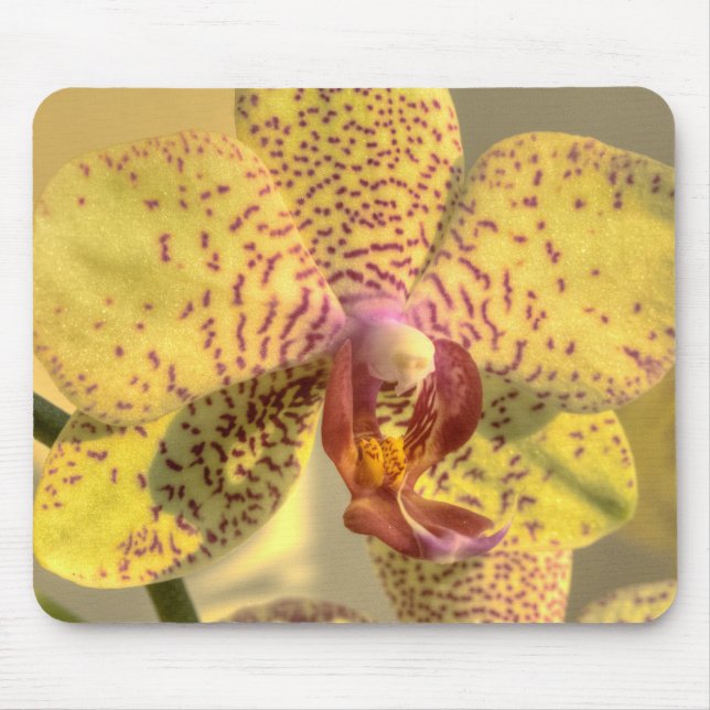 Gul Phalaenopsis med lila fläckar Musmatta (Framsidan)