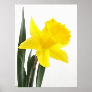 Gul pingstliljapåsklilja för singel poster