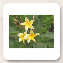 Gul Plumeria Botanisk Blomma