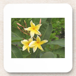 Gul Plumeria Botanisk Blomma Underlägg