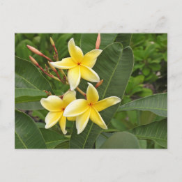 Gul Plumeria Tropisk Blomfotografering Vykort