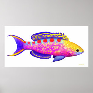 Gul prickig affisch för Anthias revfisk