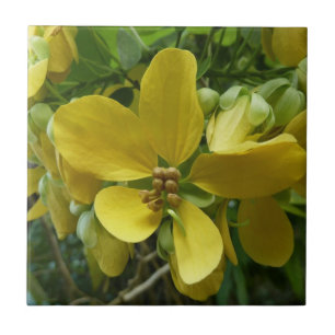 Gul Regn Träd Tropisk Gul Blomma Kakelplatta
