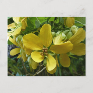 Gul regnträd Tropisk gul blomsterprakt Vykort