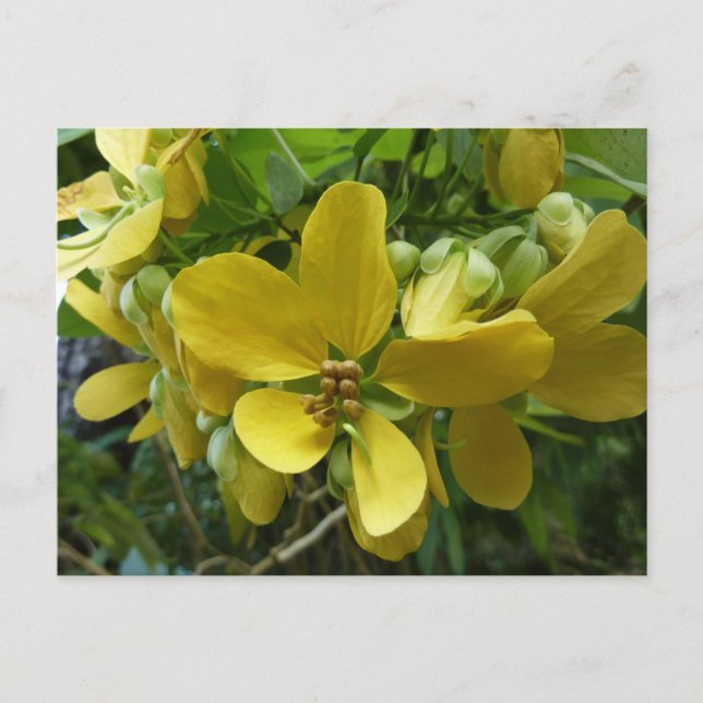 Gul regnträd Tropisk gul blomsterprakt Vykort (Framsida)