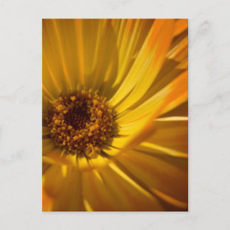 Gul Ringblomma | Gul Sammetssläkt Vykort