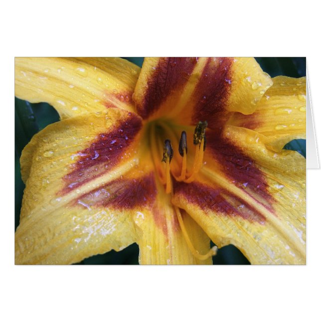 Gul röd Spark Hälsningskort (Framsidan Horizontal)