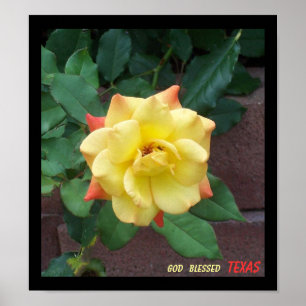 Gul ros av Texas Poster