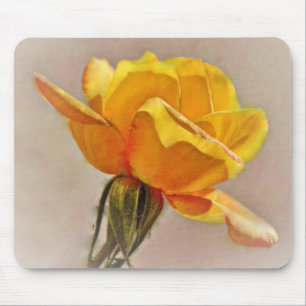 Gul ros-blomma Guld-blomma musmatta