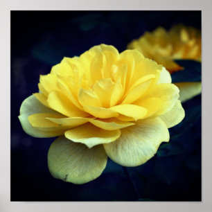 Gul ros blomma i Fullt Bloom Poster