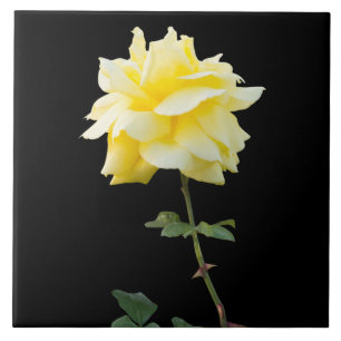 Gul ros blomma kakelplatta