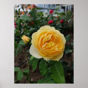 Gul ros-blomman poster