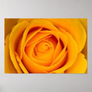 Gul ros-blomman Poster
