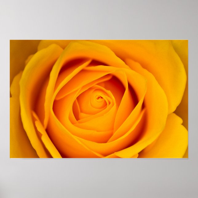 Gul ros-blomman Poster (Framsidan)
