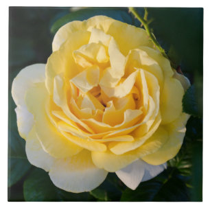 Gul ros Blommar Kakelplatta