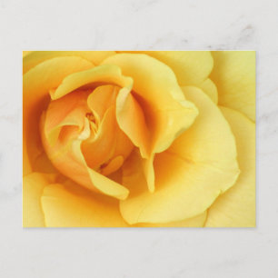 Gul ros Blommar vykort