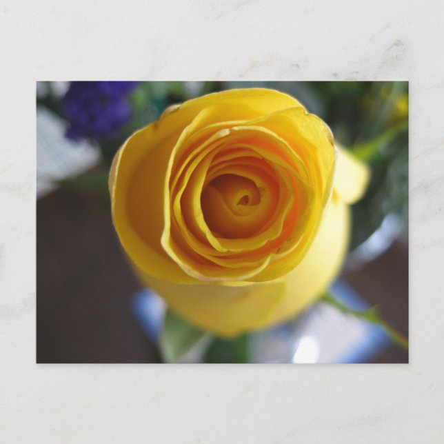 Gul Ros Blommig Makrofotografering Vykort (Framsida)