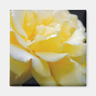 GUL ROS BLOMMIGT 5 MAGNET