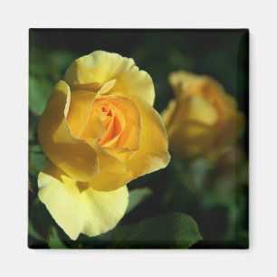 Gul ros Blommigt Magnet