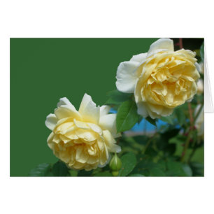 Gul ros Blomsterfotografi-kort OBS Kort