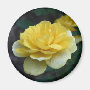 Gul ros Blomsterfotografi Magnet