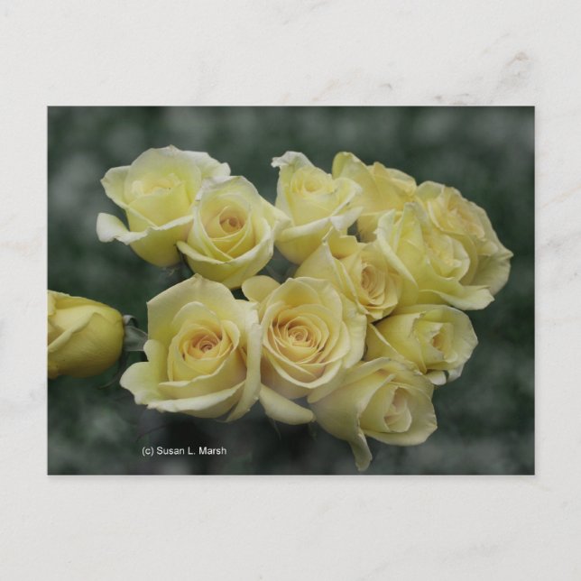 Gul ros bouquet-fläckad bakgrund vykort (Framsida)