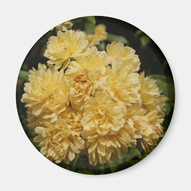 gul ros bouquet magnet (Framsidan)