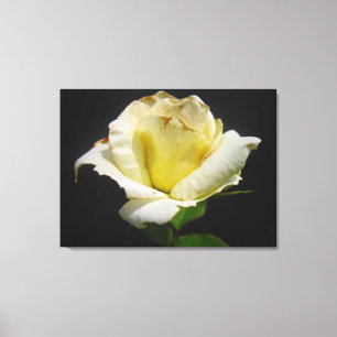 Gul ros Canvas