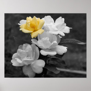 Gul ros Cluster Partial Färg Flower Poster