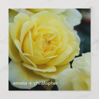 Gul ros DSC3677 Spara Datumet