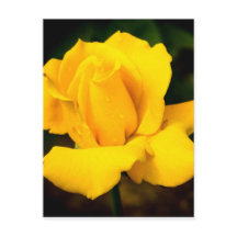 Gul ros - efter regnet