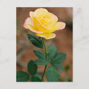gul ros Flower Blommigt Flowers Rosor Vykort