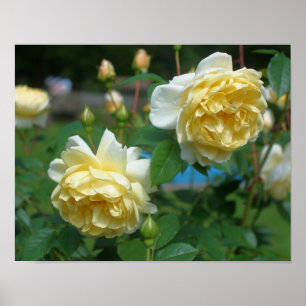 Gul ros Flower Pair Poster