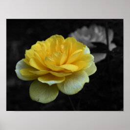 Gul ros Flower Partial Färg Poster