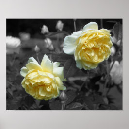 Gul ros Flowers Partial Färg Poster