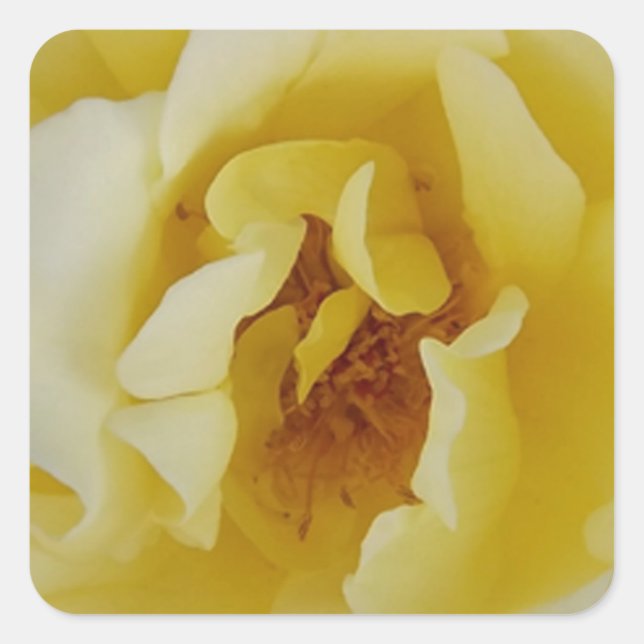 Gul ros fyrkantigt klistermärke (Framsida)