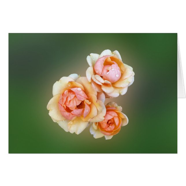 gul ros hälsningskort (Framsidan Horizontal)