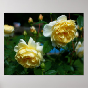 Gul ros i Bloom Orton Art Poster