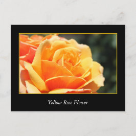 gul ros, kärlek och romantik vykort