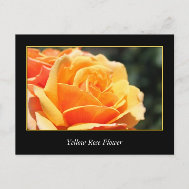gul ros, kärlek och romantik vykort (Framsida)