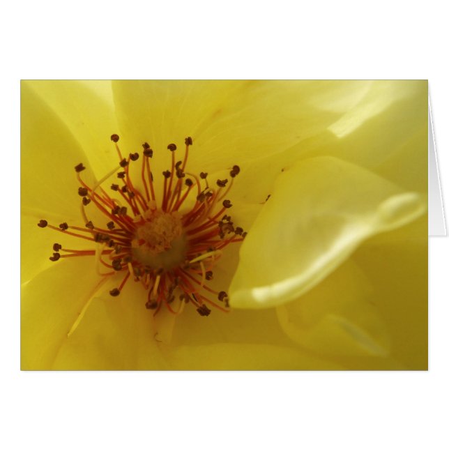 Gul ros-kort hälsningskort (Framsidan Horizontal)