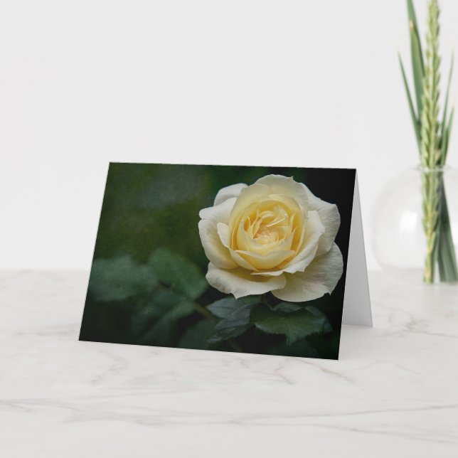 Gul ros-kort kort (Framsida)