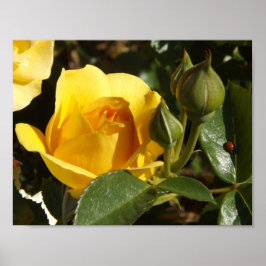 Gul ros och nyckelpiga poster