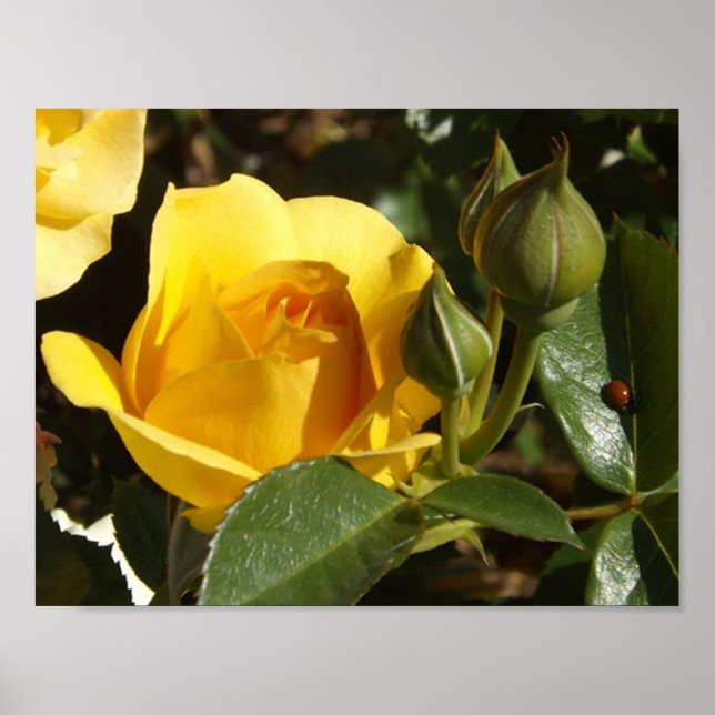 Gul ros och nyckelpiga poster (Framsidan)