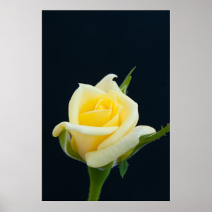 Gul ros på svart bakgrund poster